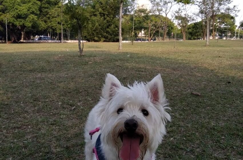 Entenda a importância de proteger seu cão contra as verminoses