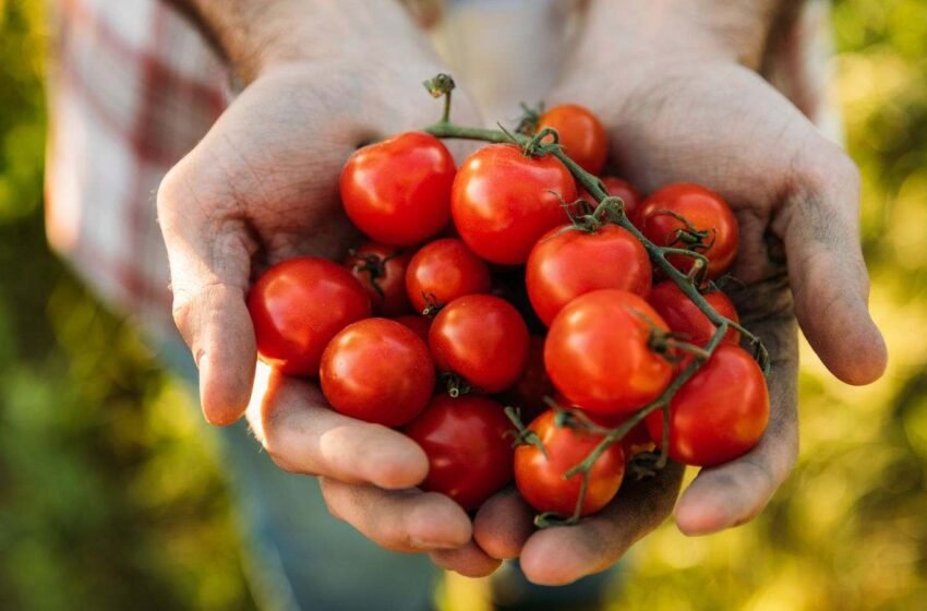  O tomate faz mais bem para saúde do que você imagina. Conheça todos os benefícios e motivos para acrescentá-lo na sua dieta 