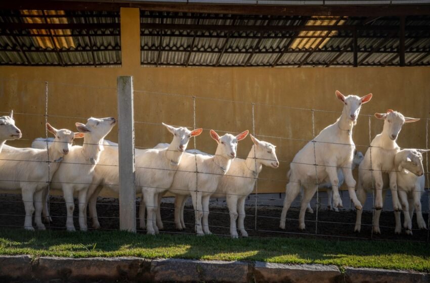  Leite de cabra possui 12% menos lactose do que o leite de vaca, diz especialista