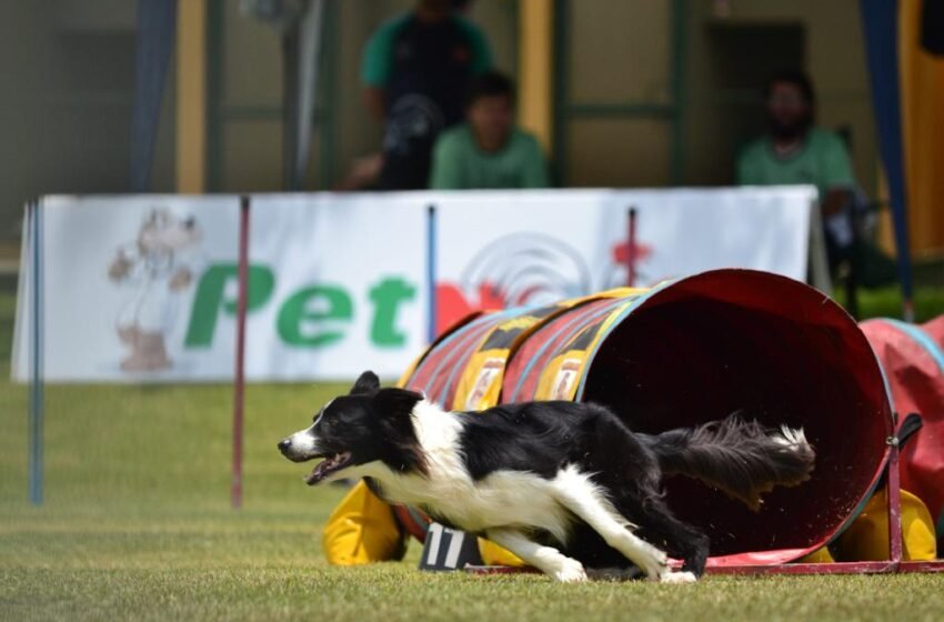  Clube de Cãompo recebe o 3º Festival Vilas, neste mês de setembro