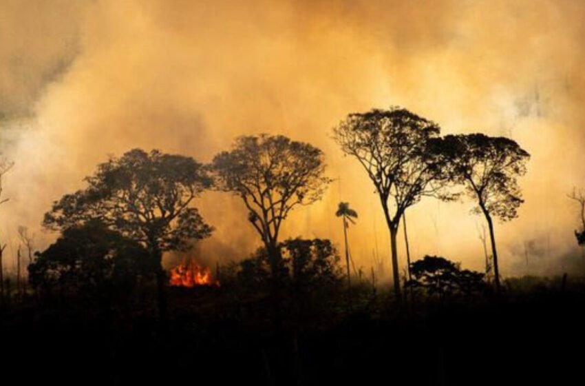 Queimadas e incêndios no Cerrado: biólogo do CEUB explica a dinâmica do fogo e seus impactos