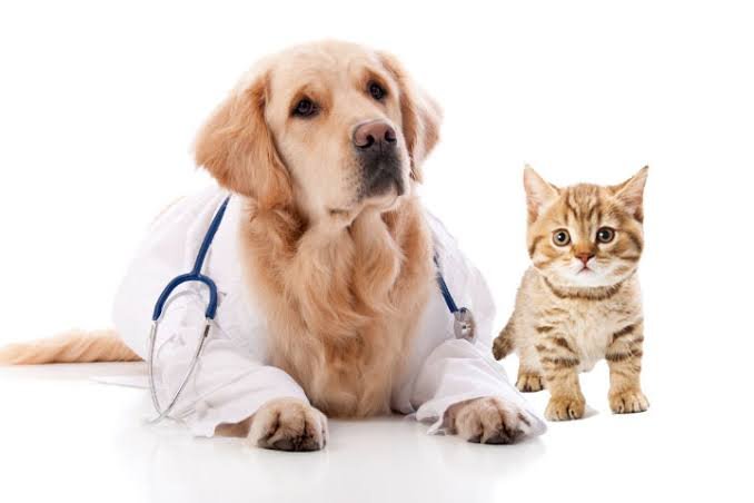  O avanço dos exames cardiológicos e sua importância para saúde dos pets