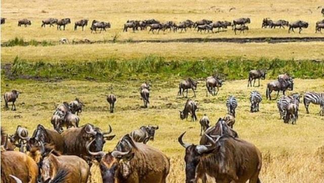  Safári na Tanzânia e Quênia: Um Guia para os Melhores Parques Nacionais e Reservas